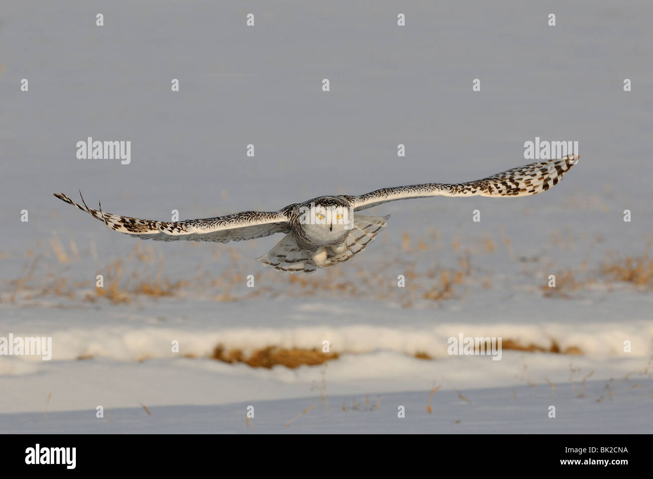 Schnee-Eule (Nyctea Scandiaca) im Flug über Schnee, Quebec, Kanada Stockfoto