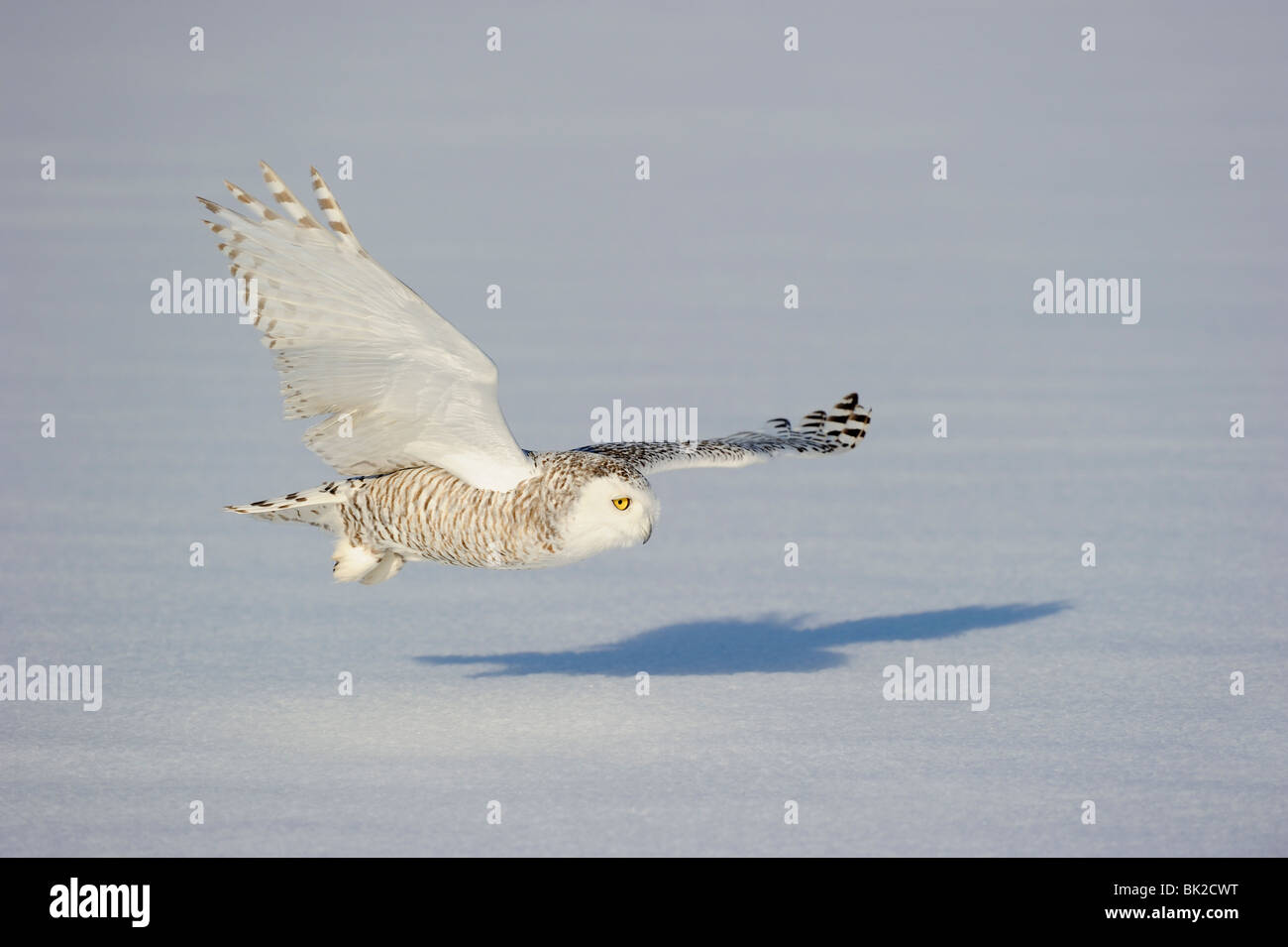 Schnee-Eule (Nyctea Scandiaca) im Flug über Schnee, Quebec, Kanada Stockfoto