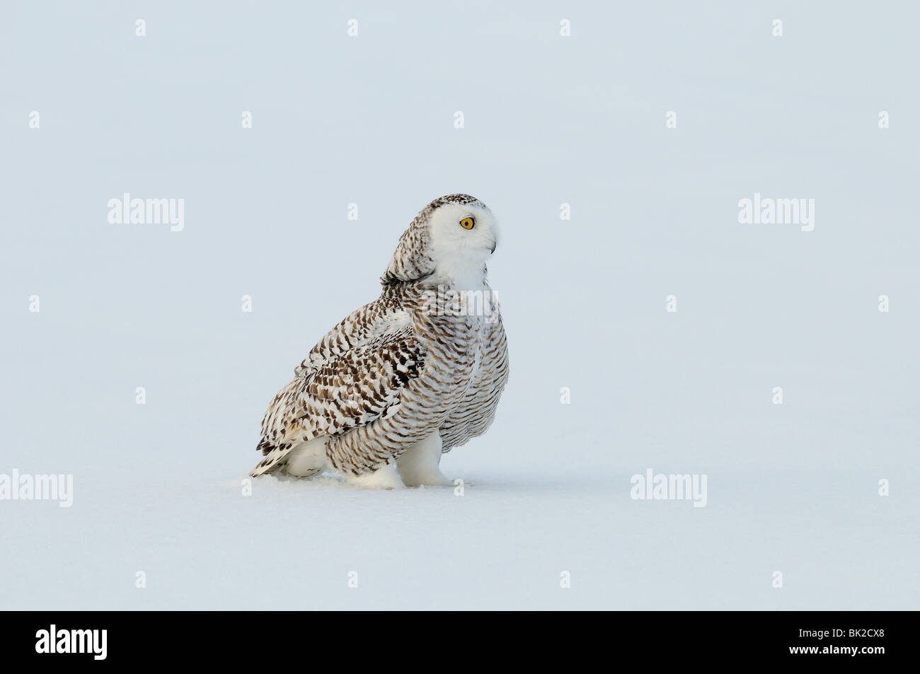 Schnee-Eule (Nyctea Scandiaca) stehen im Schnee, Quebec, Kanada. Stockfoto