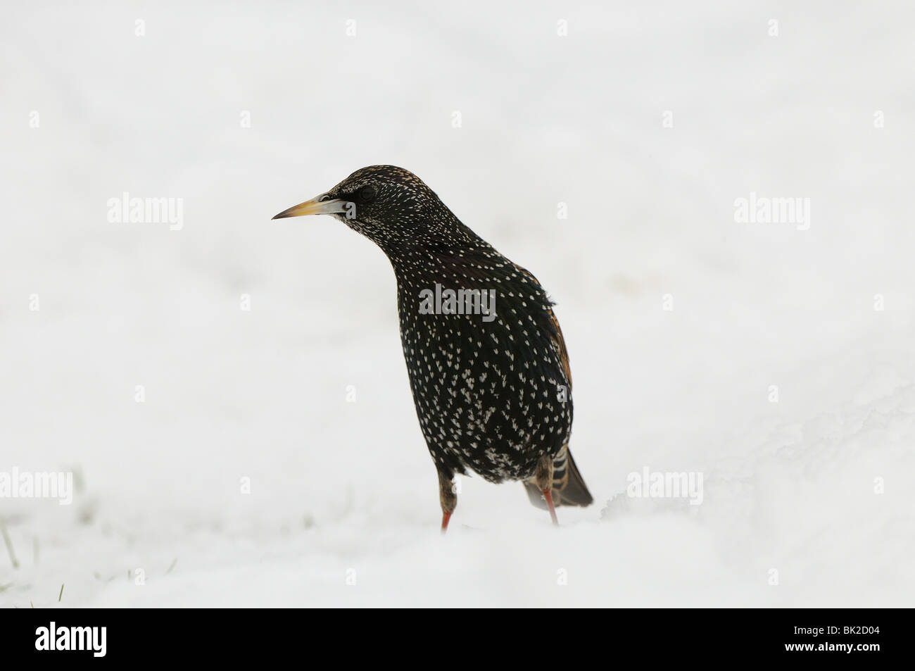 Star (Sturnus Vulgaris) stehen im Schnee, Winterkleid, Oxfordshire, Vereinigtes Königreich. Stockfoto