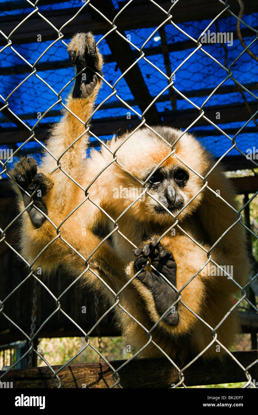 Gibbon-Affen in einem Käfig am Cat Tien Nationalpark Hauptquartier. Stockfoto