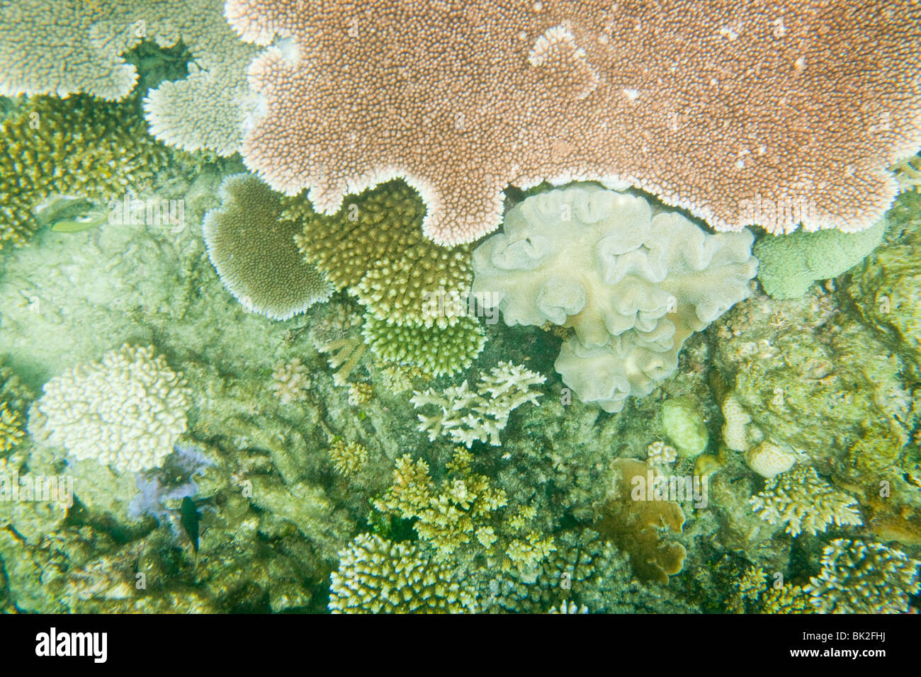 Koralle auf das Great Barrier Reef vor Cairns, Queensland, Australien Stockfoto