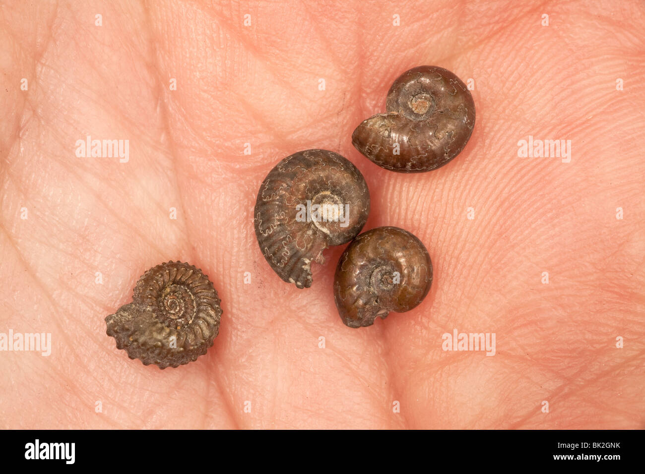 Pyritisierten fossilen Ammoniten, winzige Proben in der Handfläche einer Hand statt Stockfoto