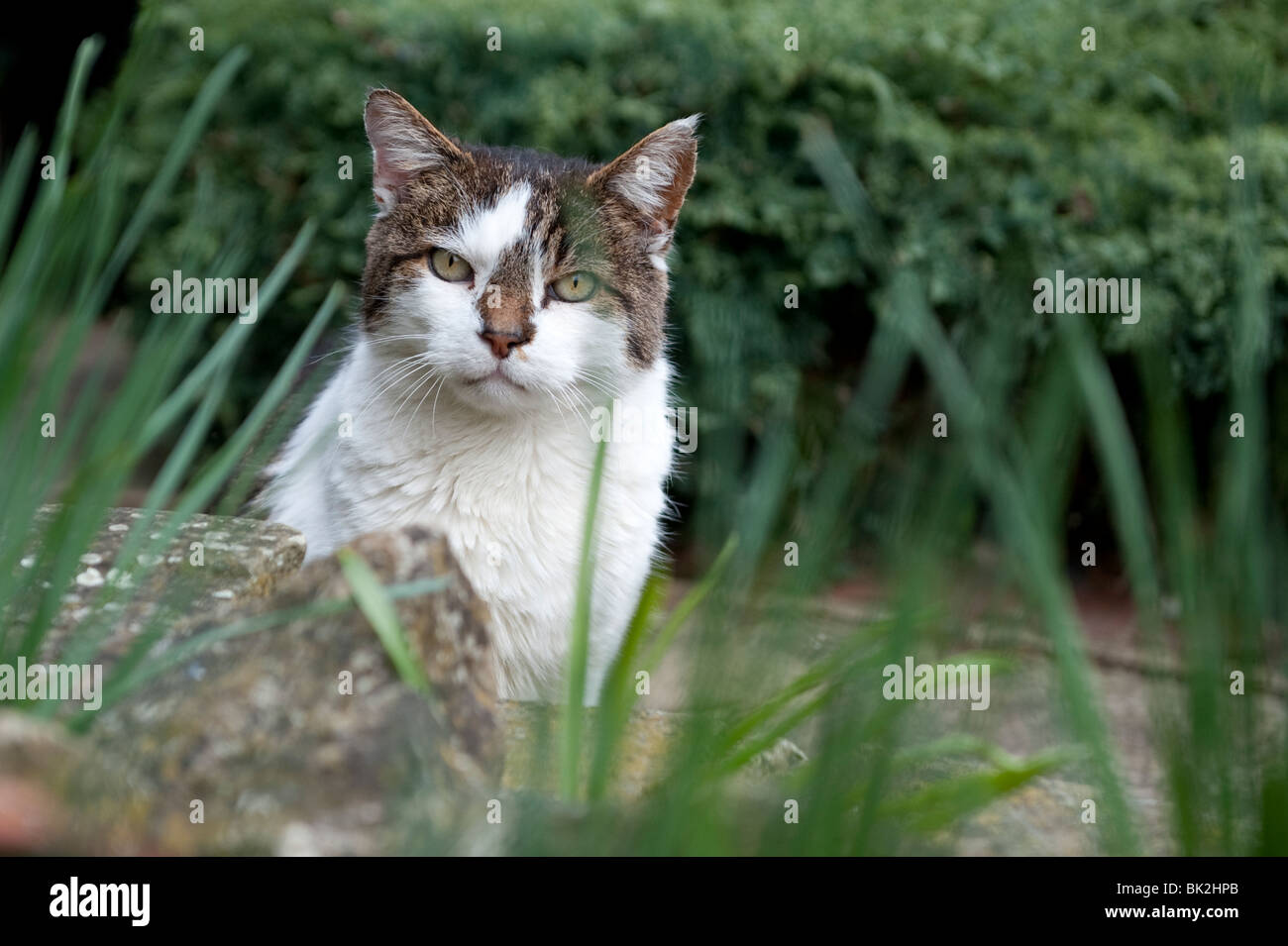 Eine männliche Schildpatt Katze namens Humphrey Blick durch lange Rasen im Garten Stockfoto