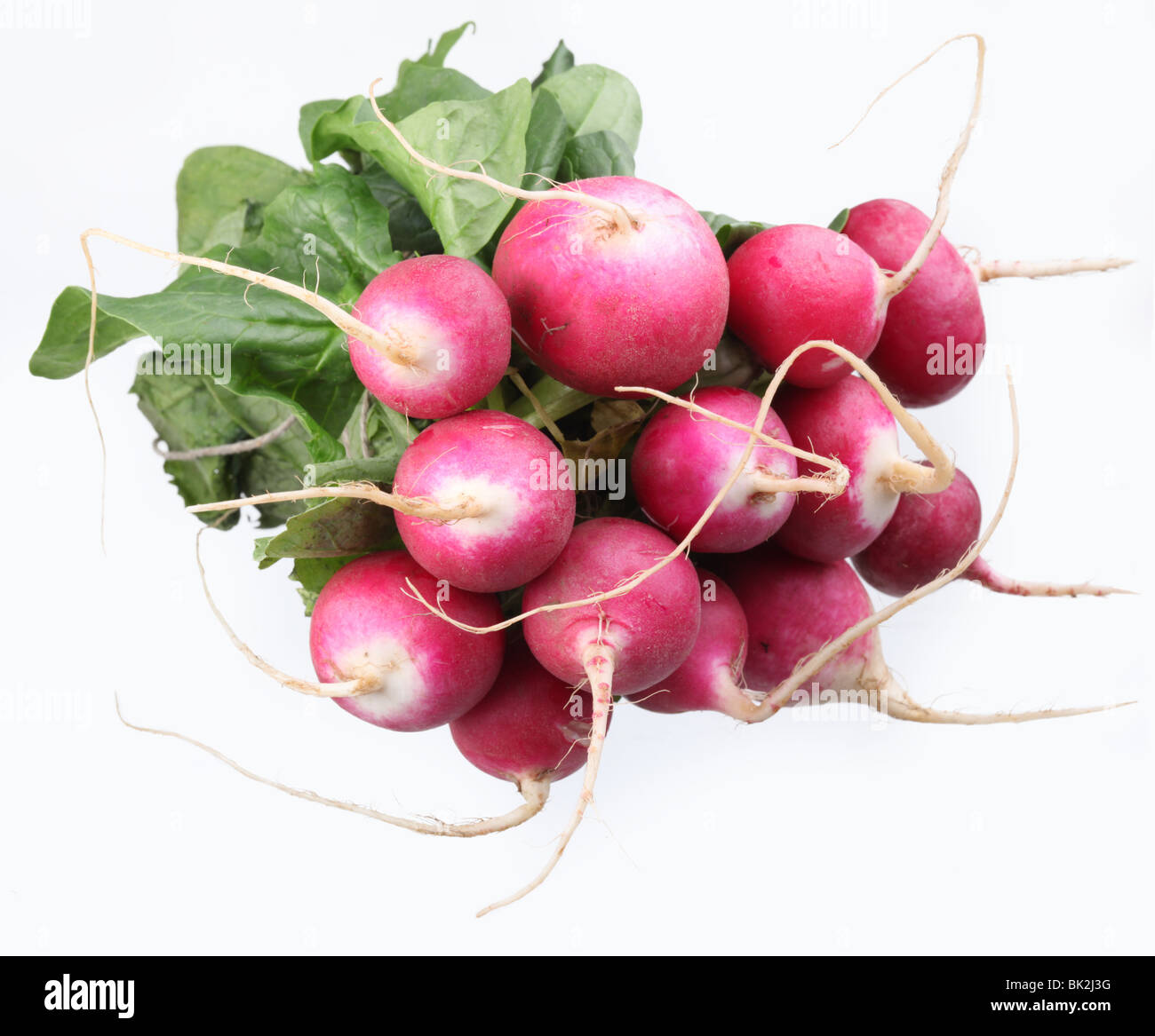 Reihe von Radieschen auf weißem Hintergrund Stockfoto