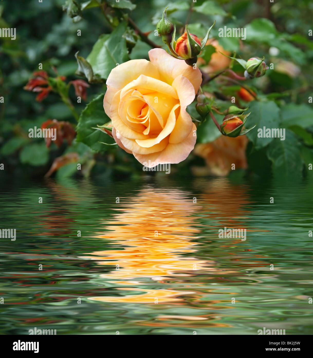 gelbe rose zwischen Knospen und Laub spiegelt sich auf dem Wasser Stockfoto