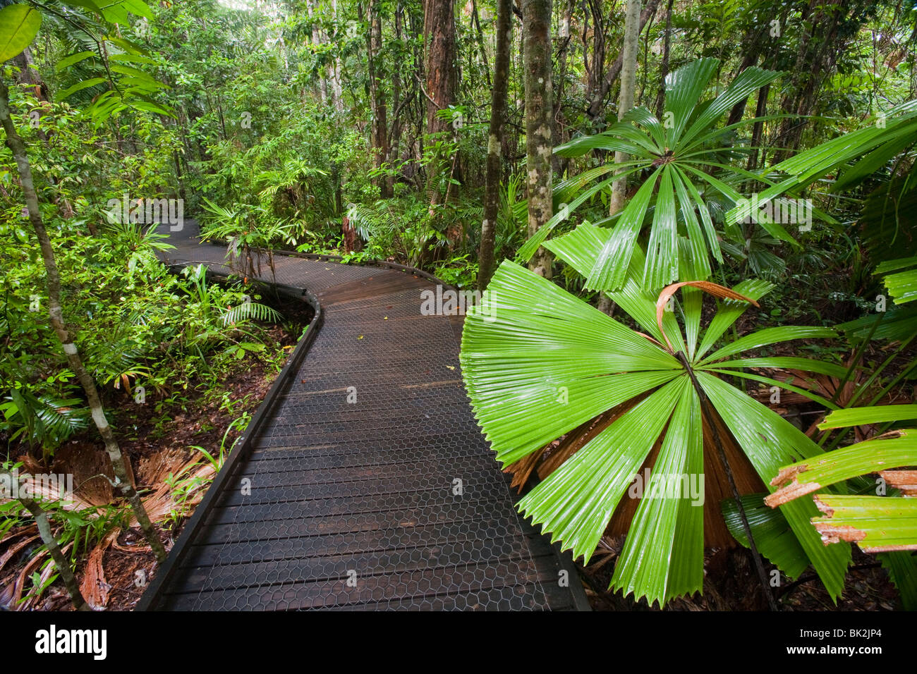Der Daintree Regenwald im Norden von Queensland, Australien. Stockfoto