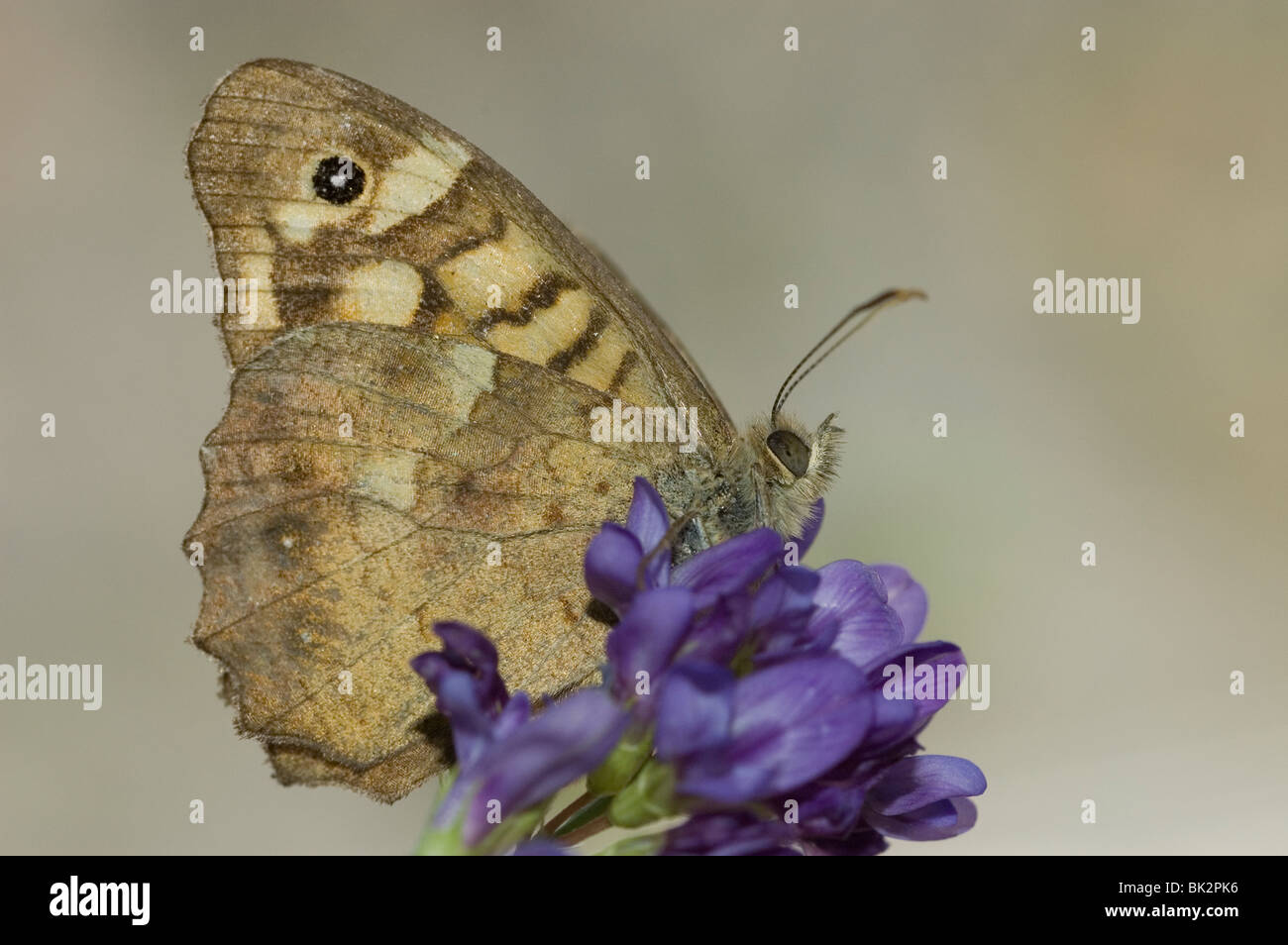 Gesprenkelte Holz Schmetterling (Pararge Aegeria) Stockfoto