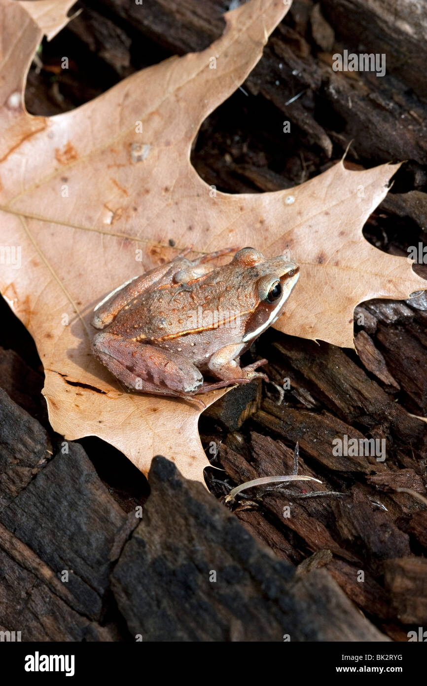 Holz Frog Rana sylvatica auf Eichenlaub E. in USA, von James D. Coppinger/Dembinsky Foto Assoc Stockfoto