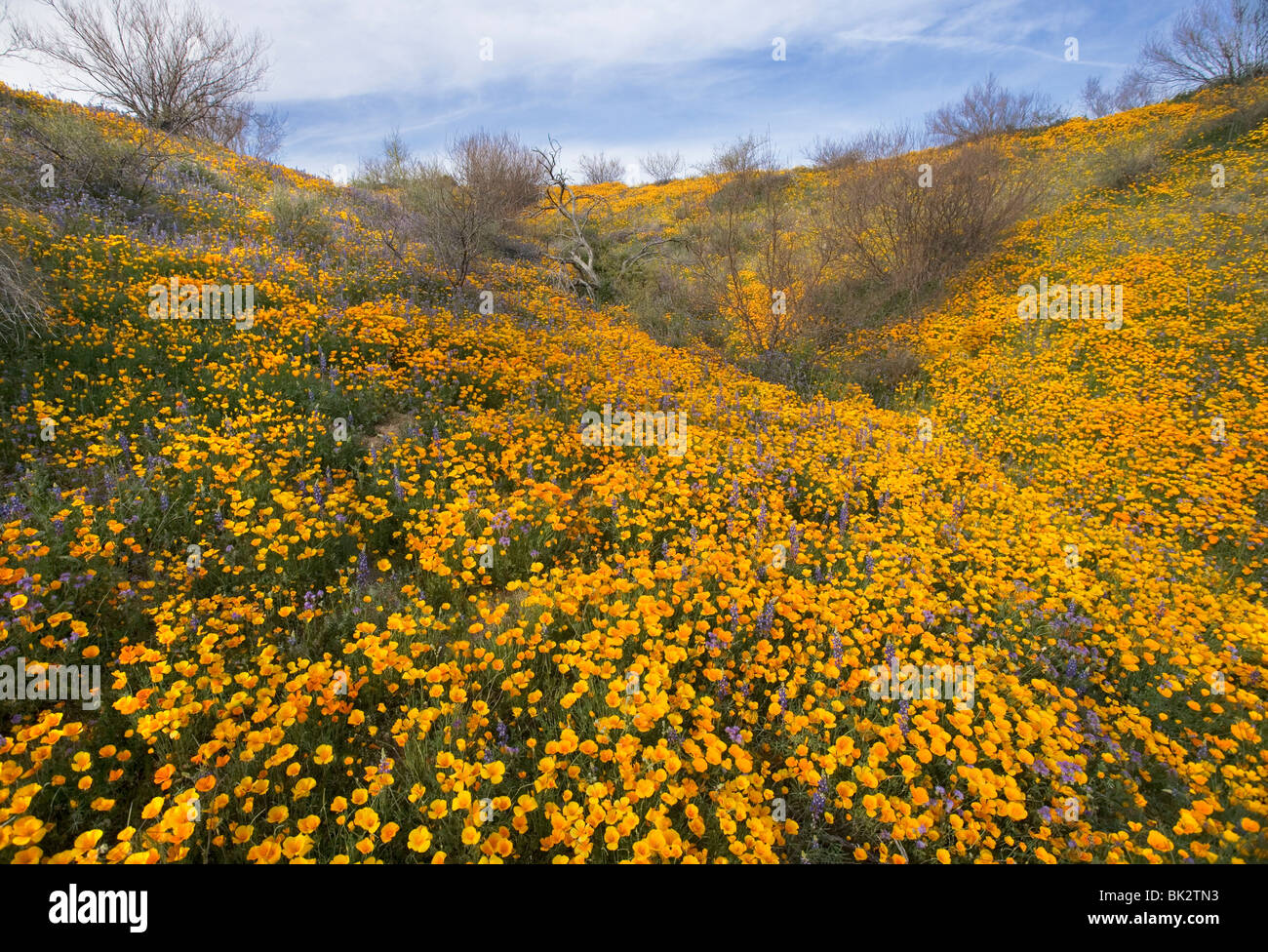 Ein großes Feld von Orangen und gelben Mohn und Wildblumen, das auf ewig im Catalina State Park in der Nähe von Tucson geht. AZ Stockfoto