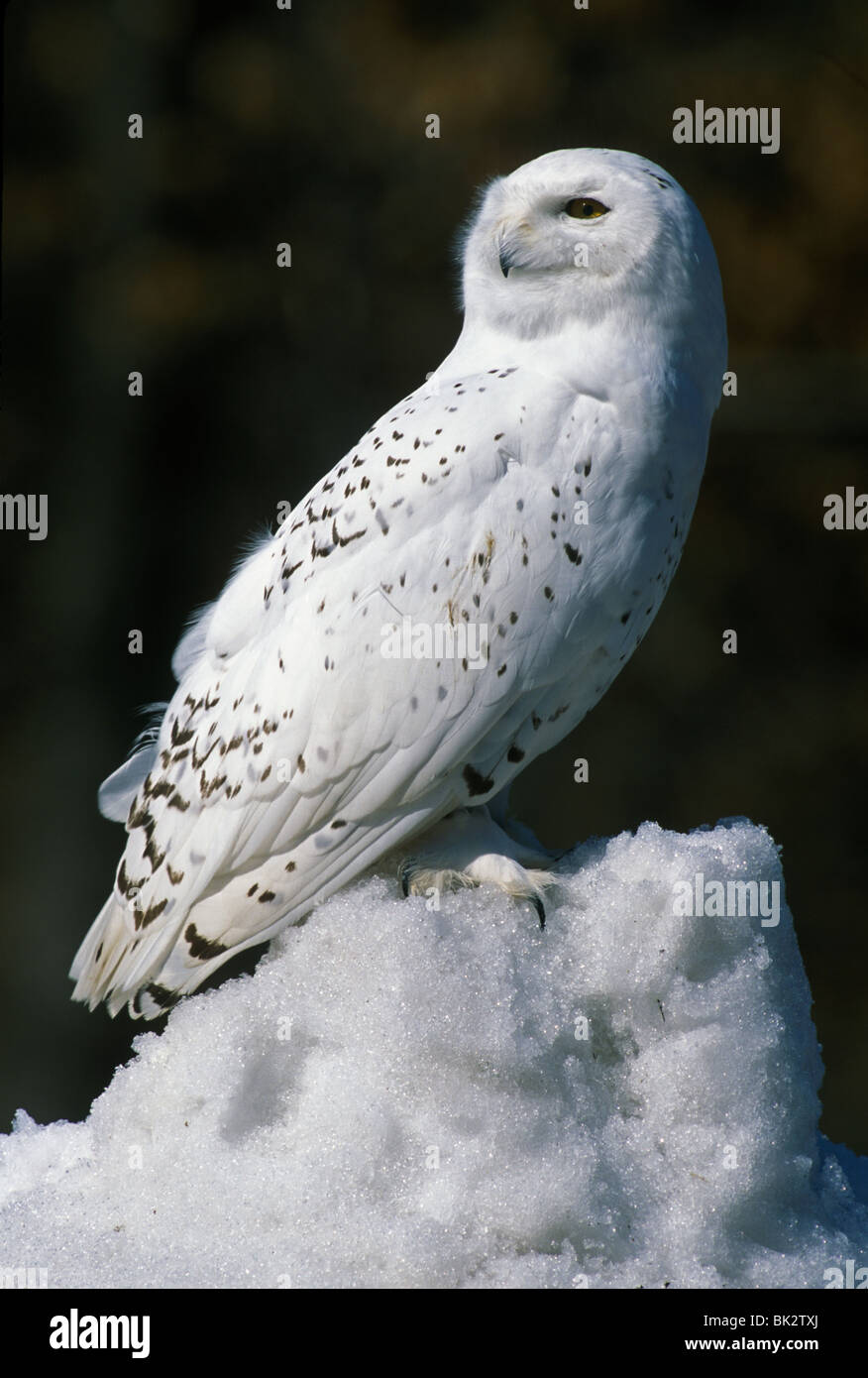 Große Schnee-eule Nyctea scandiacus Nordamerika, durch Überspringen Moody/Dembinsky Foto Assoc Stockfoto