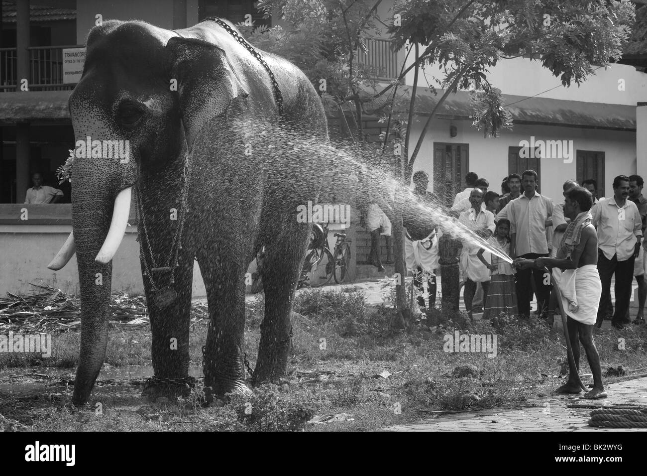 Asiatischen Elefanten werden mit einer Motorpumpe gebadet Stockfoto