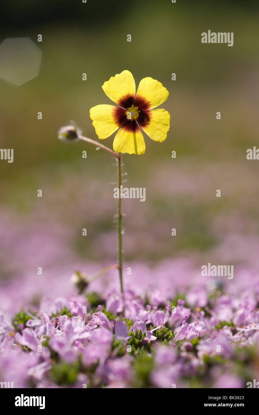 Gefleckte Rock-Rose (Tuberaria Guttata) Stockfoto