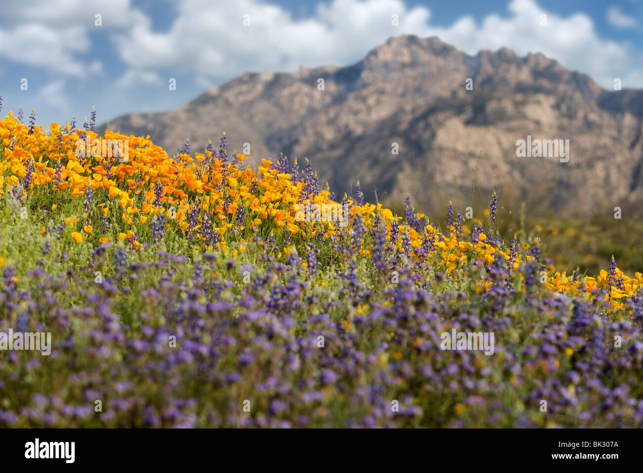 Ein großes Feld von Orangen und gelben Mohn, lila Lupinen und anderen Wildblumen im Catalina State Park in der Nähe von Tucson, Arizona. Stockfoto