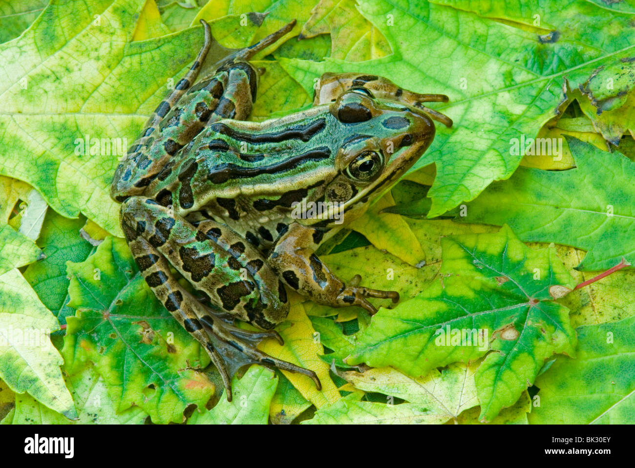 Northern Leopard Frog Rana pipiens auf Silber Ahorn Blätter Acer saccharinum E NA, durch Überspringen Moody/Dembinsky Foto Assoc Stockfoto