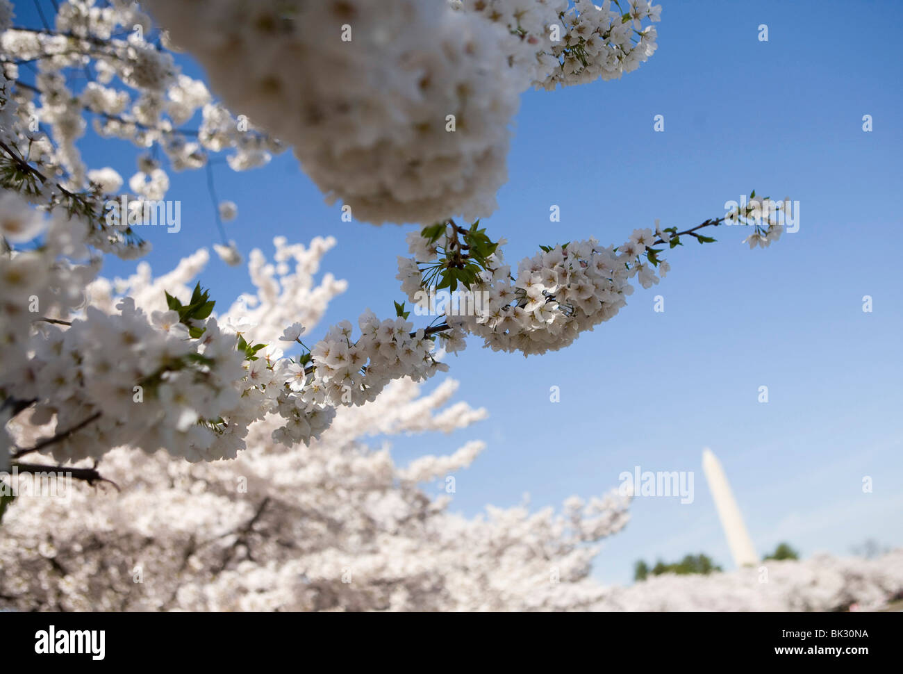 Die Kirschblüte in Washington, DC. Stockfoto