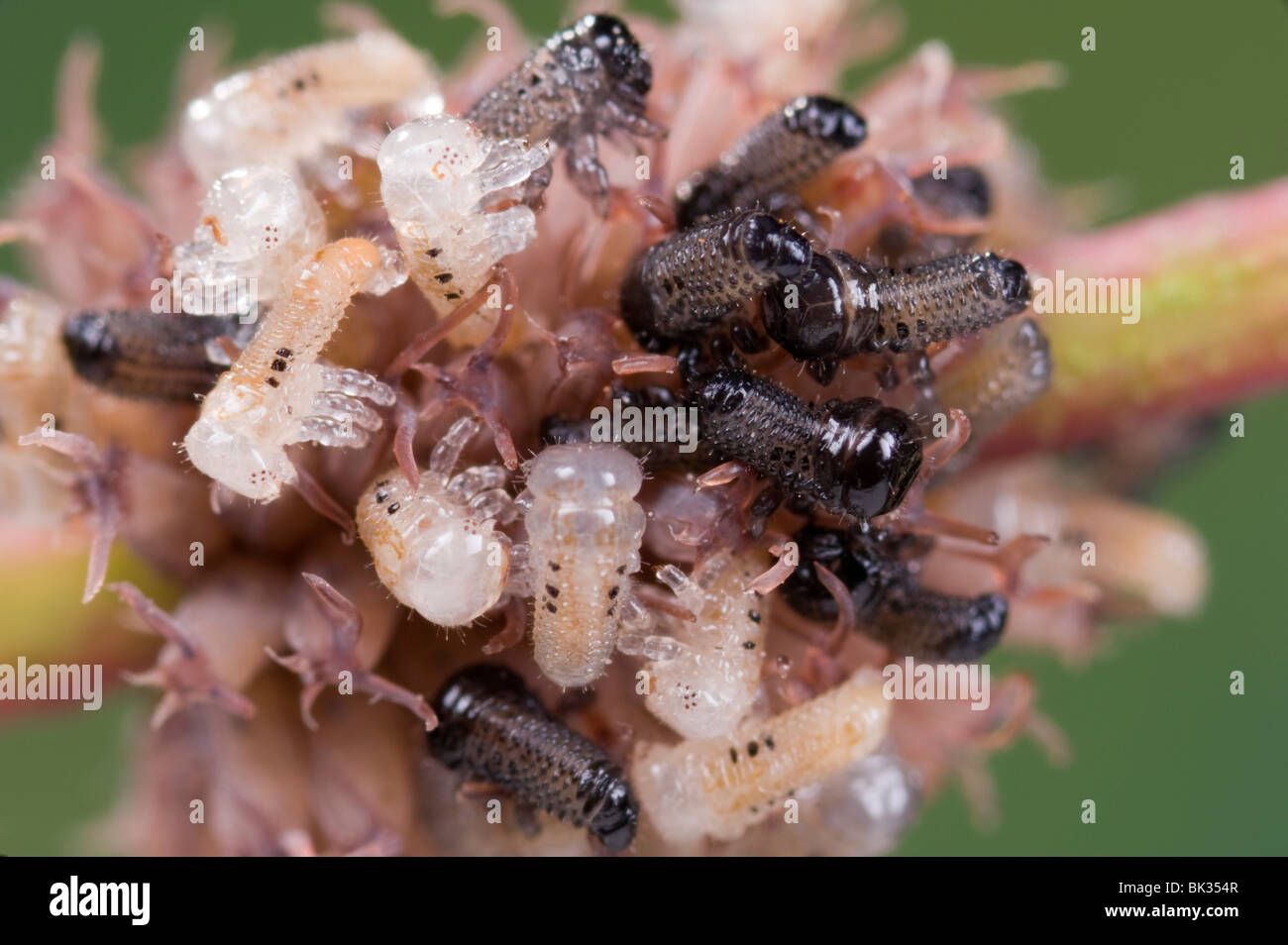 Eukalyptus Blattkäferlarven schlüpft aus Ei-cluster Stockfoto