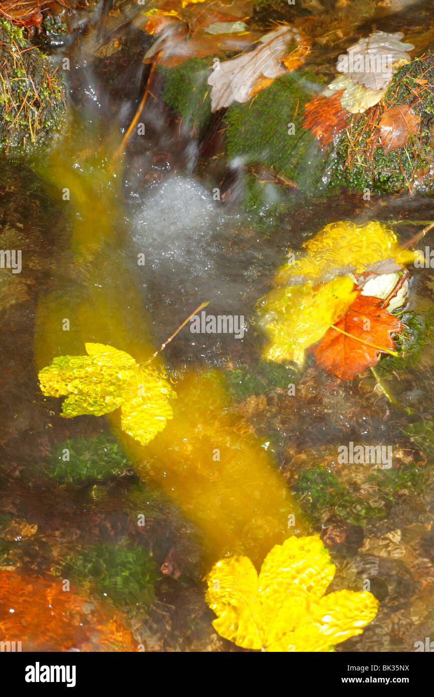 Gefallene Herbstlaub der Bergahorn (Acer Pseudoplatanus) hinunter einen Waldbach. Powys, Wales. Stockfoto