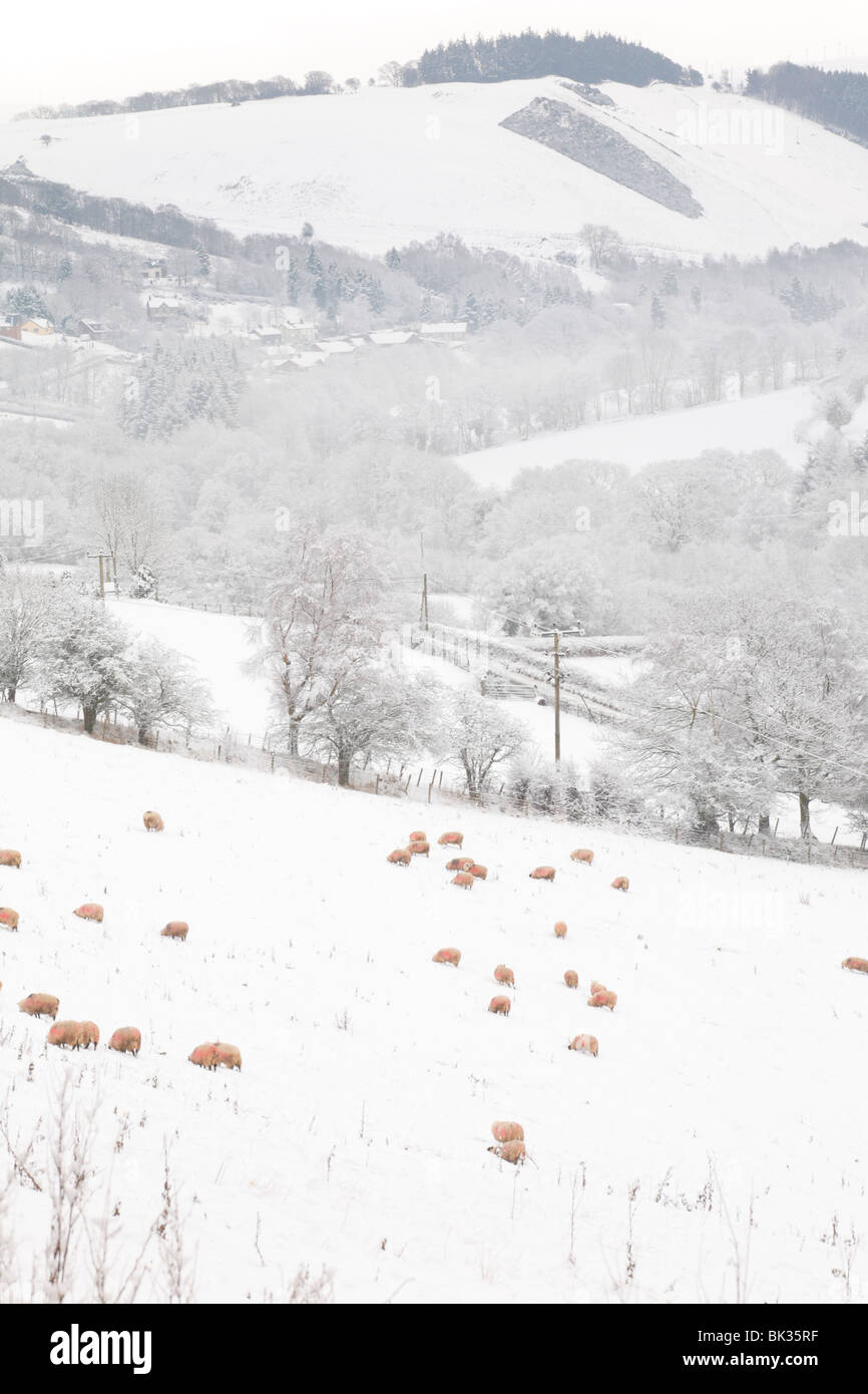 Winter-Szene im Tal Hafren (Severn). In der Nähe von Llanidloes, Powys, Wales, UK. Stockfoto
