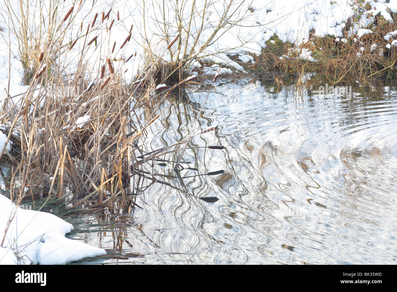 Leeser Rohrkolben oder Reedmace (Typha Angustifolia) tot Stiele und Seedheads an der Seite von einem Teich im Winter. Powys, Wales. Stockfoto
