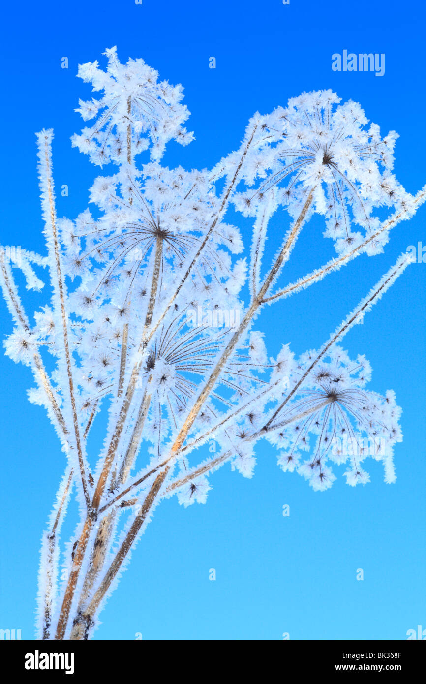 Eiskristalle bilden auf einem Seedhead Wild Angelica (Angelica Sylvestris). Powys, Wales. Stockfoto