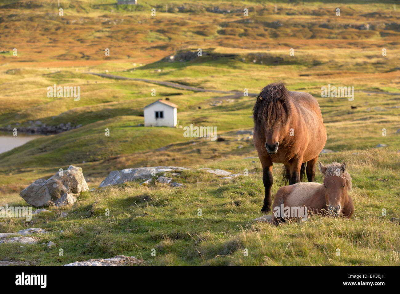 Pferde, Hengst und Fohlen, Insel Sandoy, Färöer-Inseln, Dänemark, Europa Stockfoto