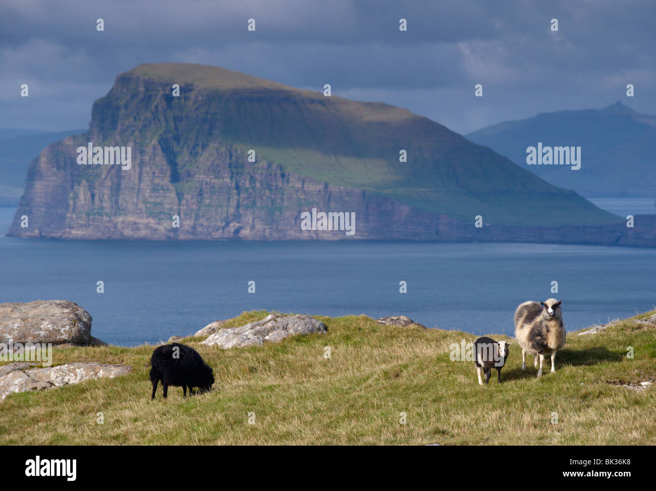 Schafe auf der nördlichen Küste von Sandoy, Färöer Inseln Stockfoto