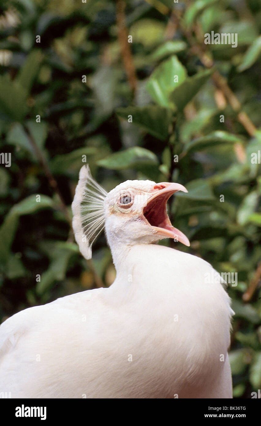 Weißer Pfau (Farbe Vielzahl von einem indischen blaue Pfau) "Krähen" oder klingt eine Warnung im Zoo in Cairns, Australien. Stockfoto