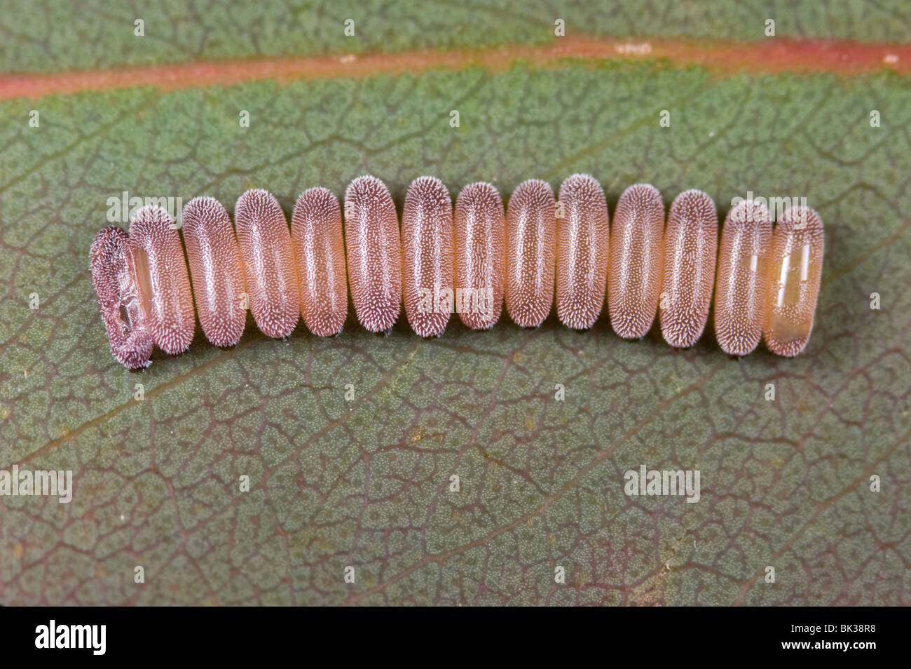 Typische Eukalyptus Getreidehähnchen oder Chrysomelid Ei Floß Stockfoto