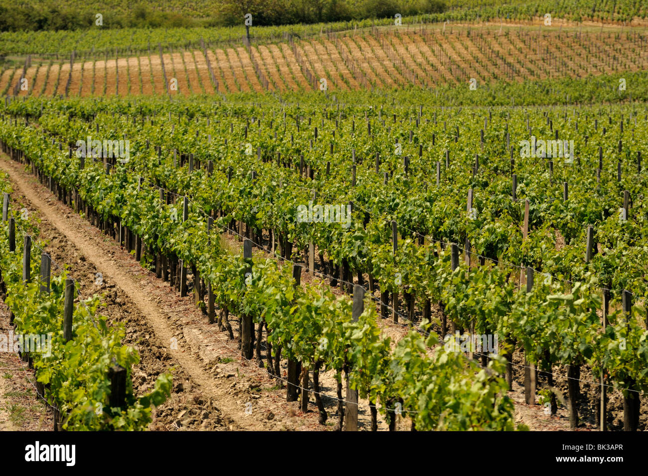 Weingut in der Region Bordeaux, Gironde, Aquitanien, Frankreich Stockfoto
