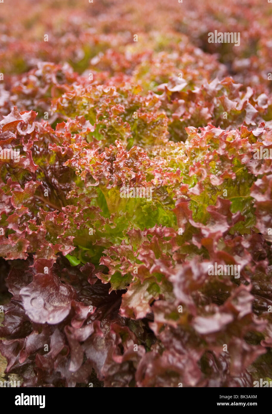 Lollo Rossa Salat in einem Gewächshaus wachsen Stockfoto