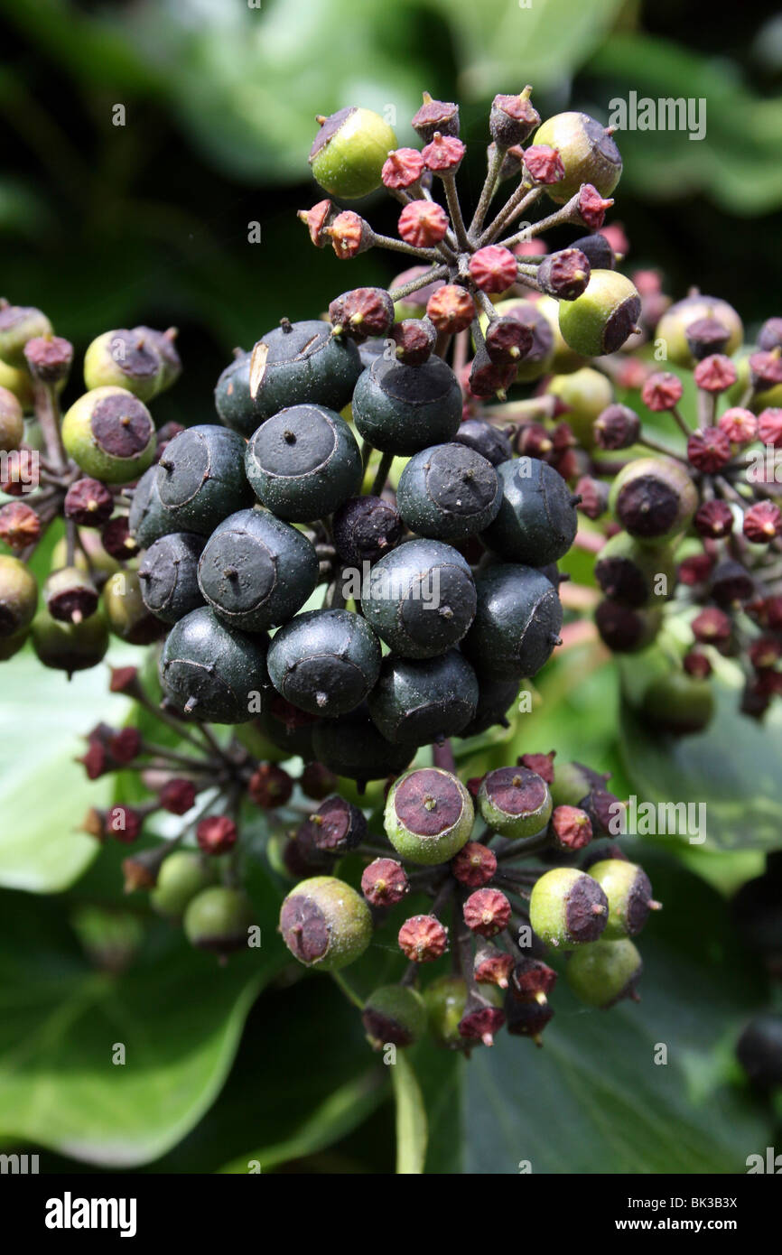 Gemeinsamen Ivy Hedera Helix Frucht genommen In Ashton Park, West Kirby, Wirral, UK Stockfoto