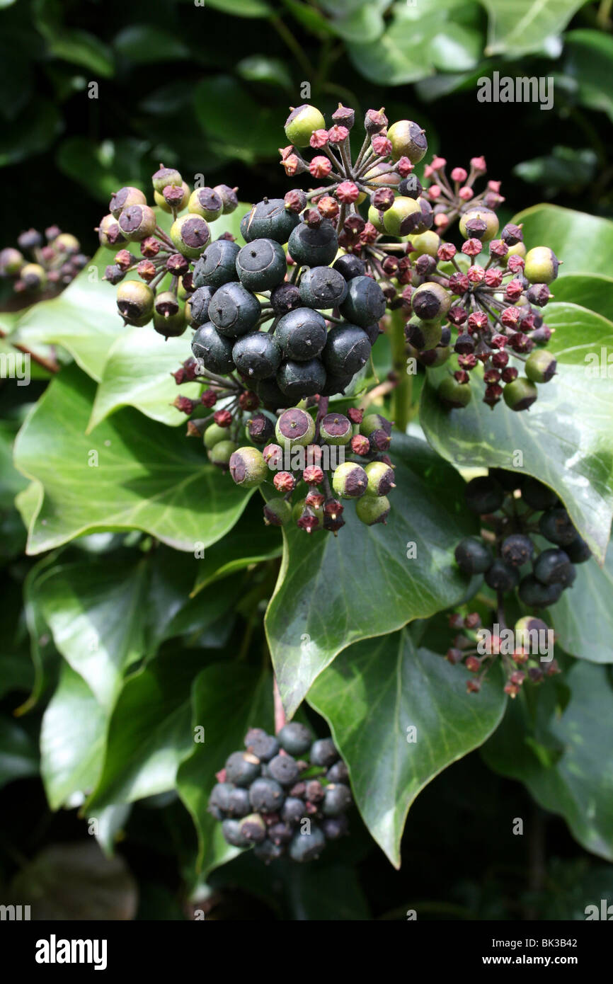 Gemeinsamen Ivy Hedera Helix Frucht genommen In Ashton Park, West Kirby, Wirral, UK Stockfoto