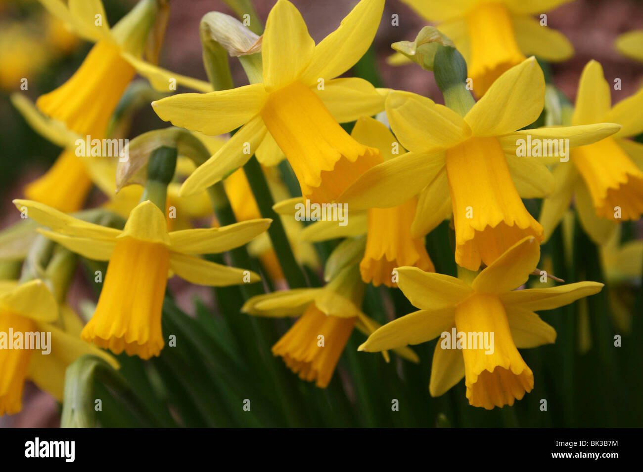 Narzisse Blumen genommen bei Martin bloßen WWT, Lancashire, UK Stockfoto