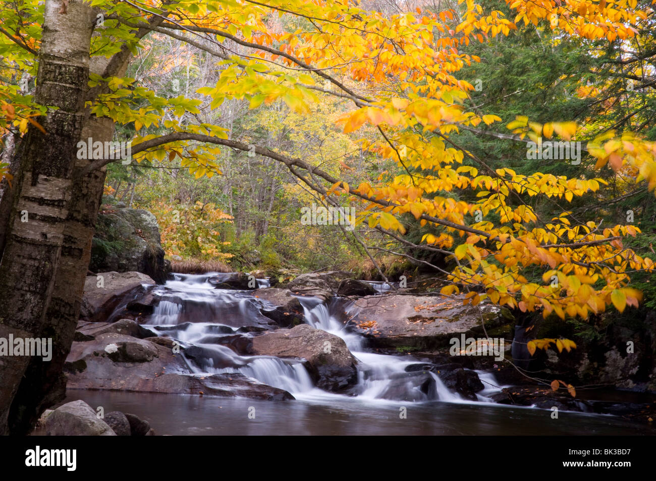 Buntes Herbstlaub über herabstürzende Wasser in Mad River in der Nähe von Granville, Vermont, New England, USA Stockfoto