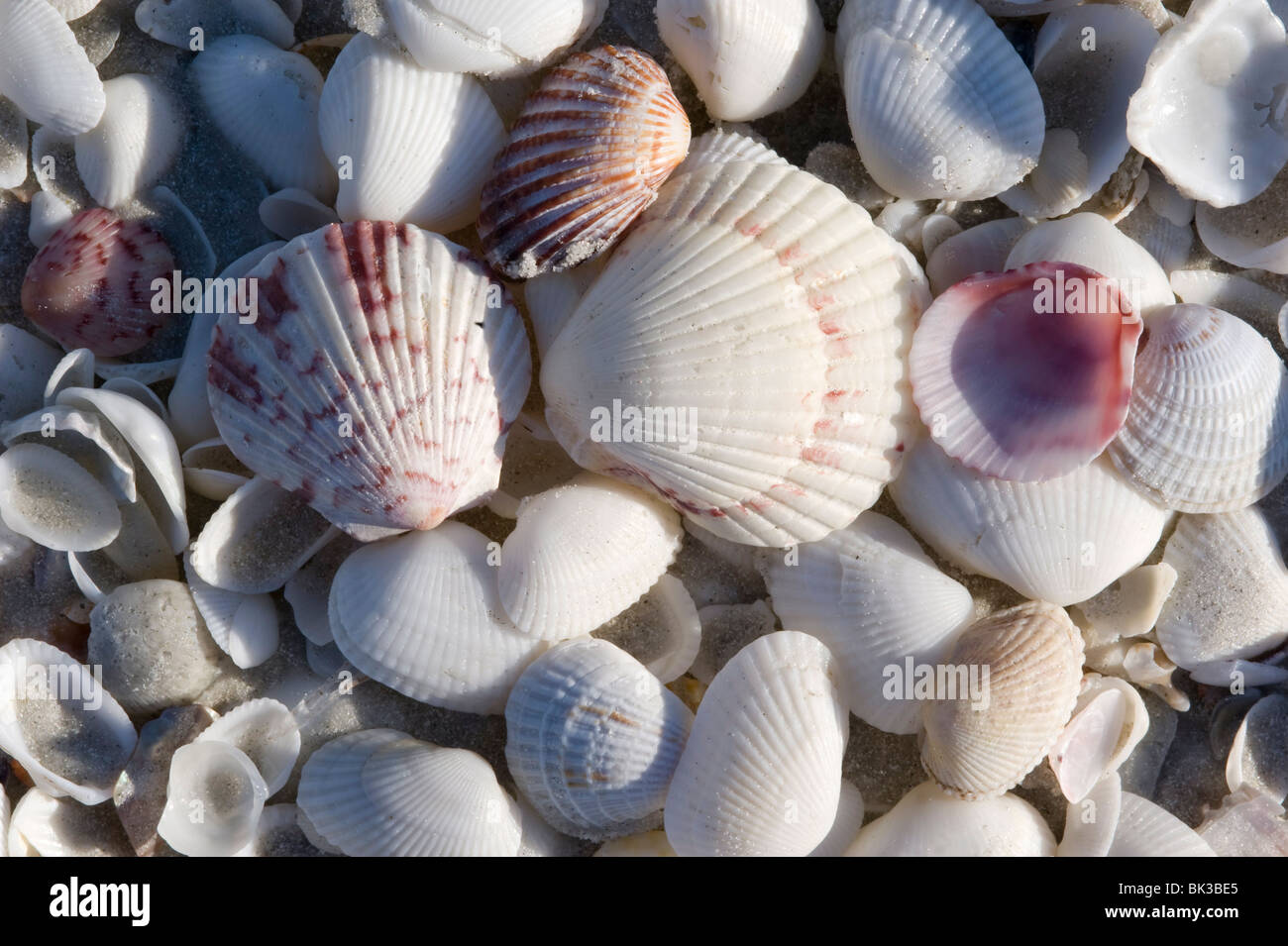 Nahaufnahme von Shells wie ein Ventilator Jakobsmuschel und Calico Jakobsmuscheln an einem Strand auf Sanibel Island, Florida, USA Stockfoto