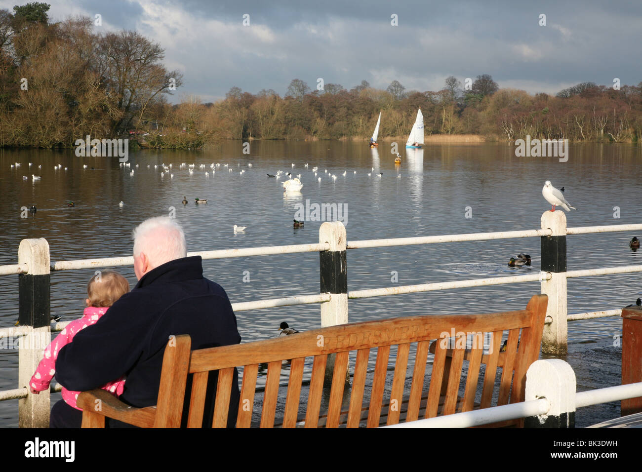 Ein Großvater mit seiner Enkelin beobachten und füttern die Enten und Schwäne am Redes bloße oder Redesmere Pool, Cheshire Stockfoto