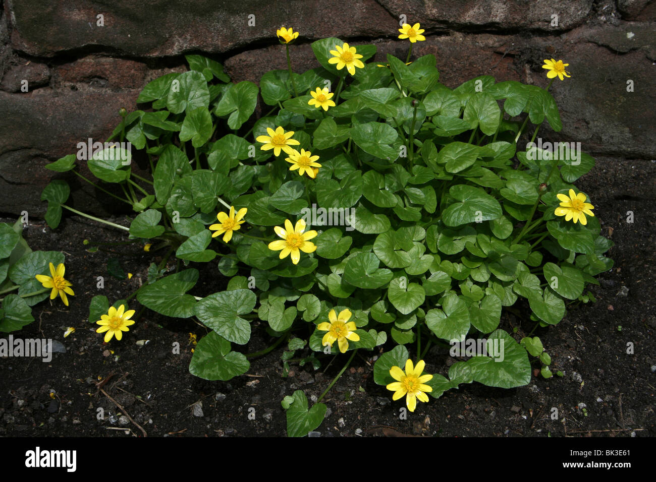 Büschel von kleinen Schöllkraut Ranunculus Ficaria wachsen neben A Stone Wall In unitarischen, Wirral, UK Stockfoto