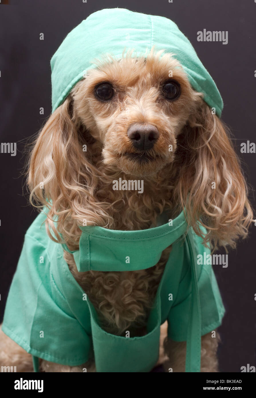 Doggie Arzt Stockfoto