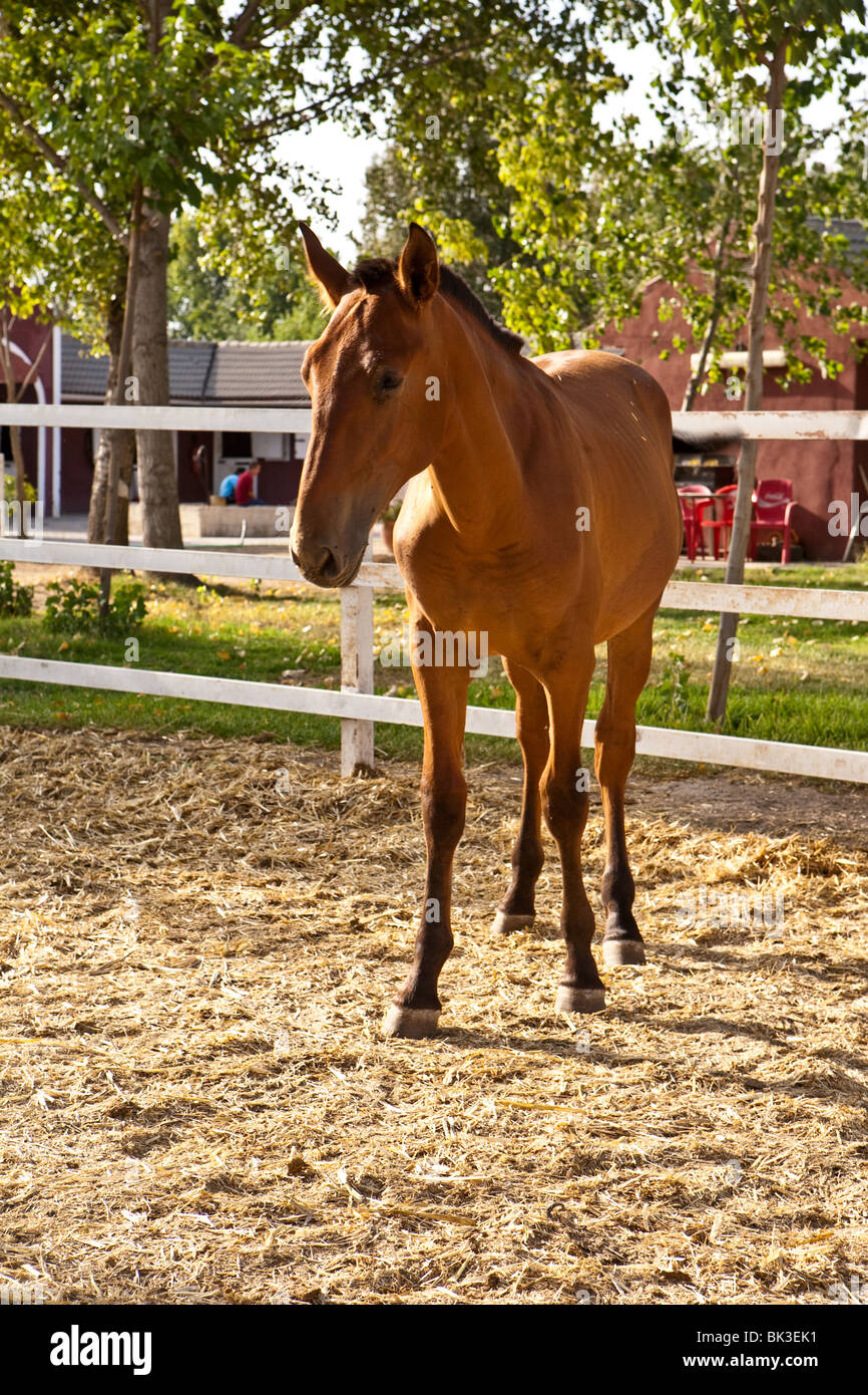 Zucht von reinrassigen spanischen Pferd, Spanien Stockfoto