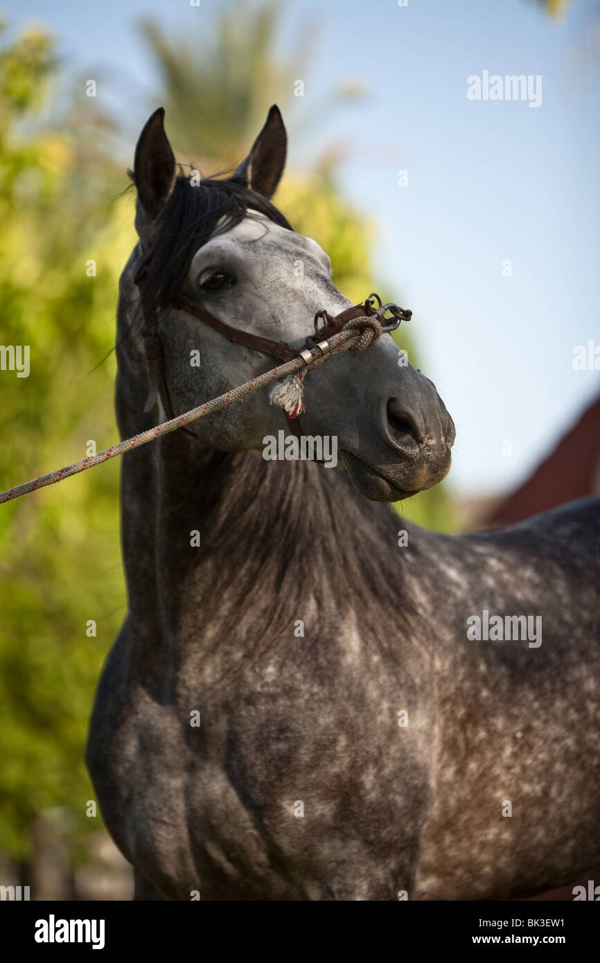 Pferd, Spanien Stockfoto