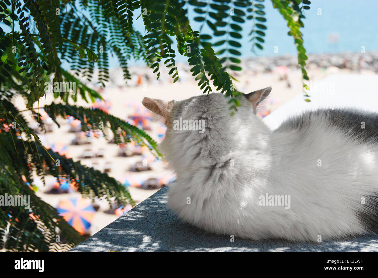 Katze im Schatten unter Baum Blick auf Strand von Playa del Ingles auf Gran Canaria Stockfoto