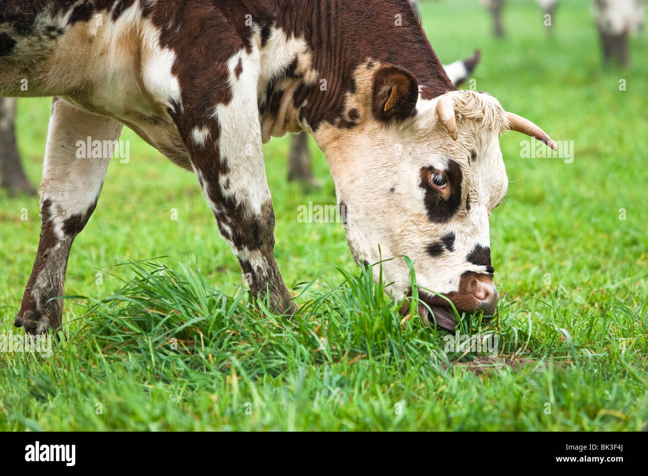Normande Rasse Kuh grasen in ein Feld in Frankreich Stockfoto