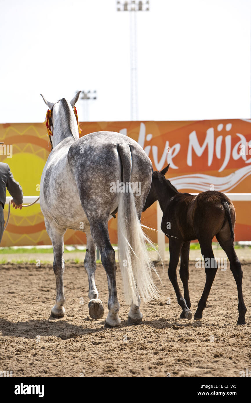 Zucht von reinrassigen spanischen Pferd, Spanien Stockfoto