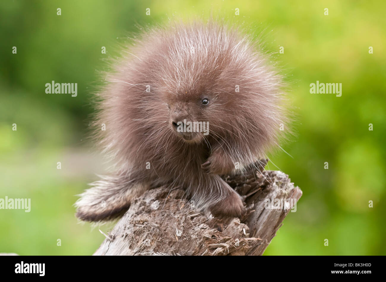 Baby Urson, Erethizon Dorsatum, Minnesota, USA Stockfoto