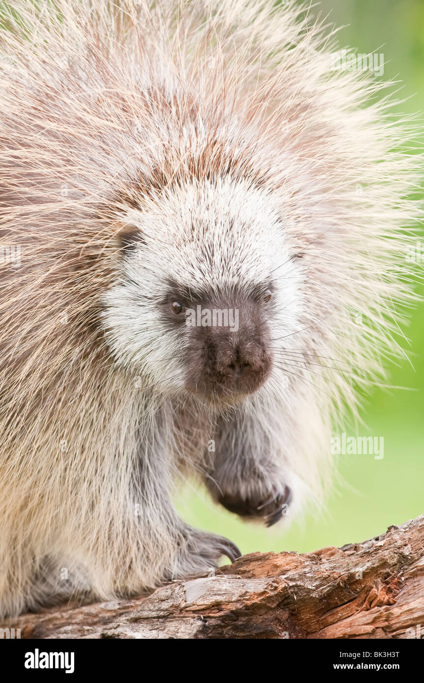Erwachsene männliche Urson, Erethizon Dorsatum, Minnesota, USA Stockfoto