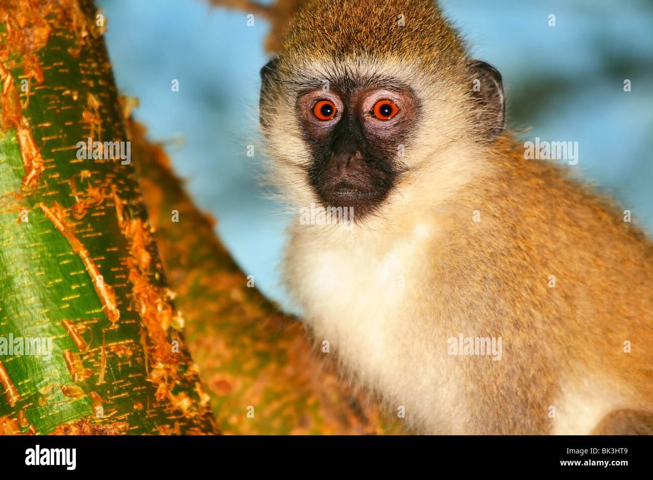 Affe Afrika Stockfotos und bilder Kaufen Alamy Affe Afrika Stockfotos und bilder Kaufen Alamy