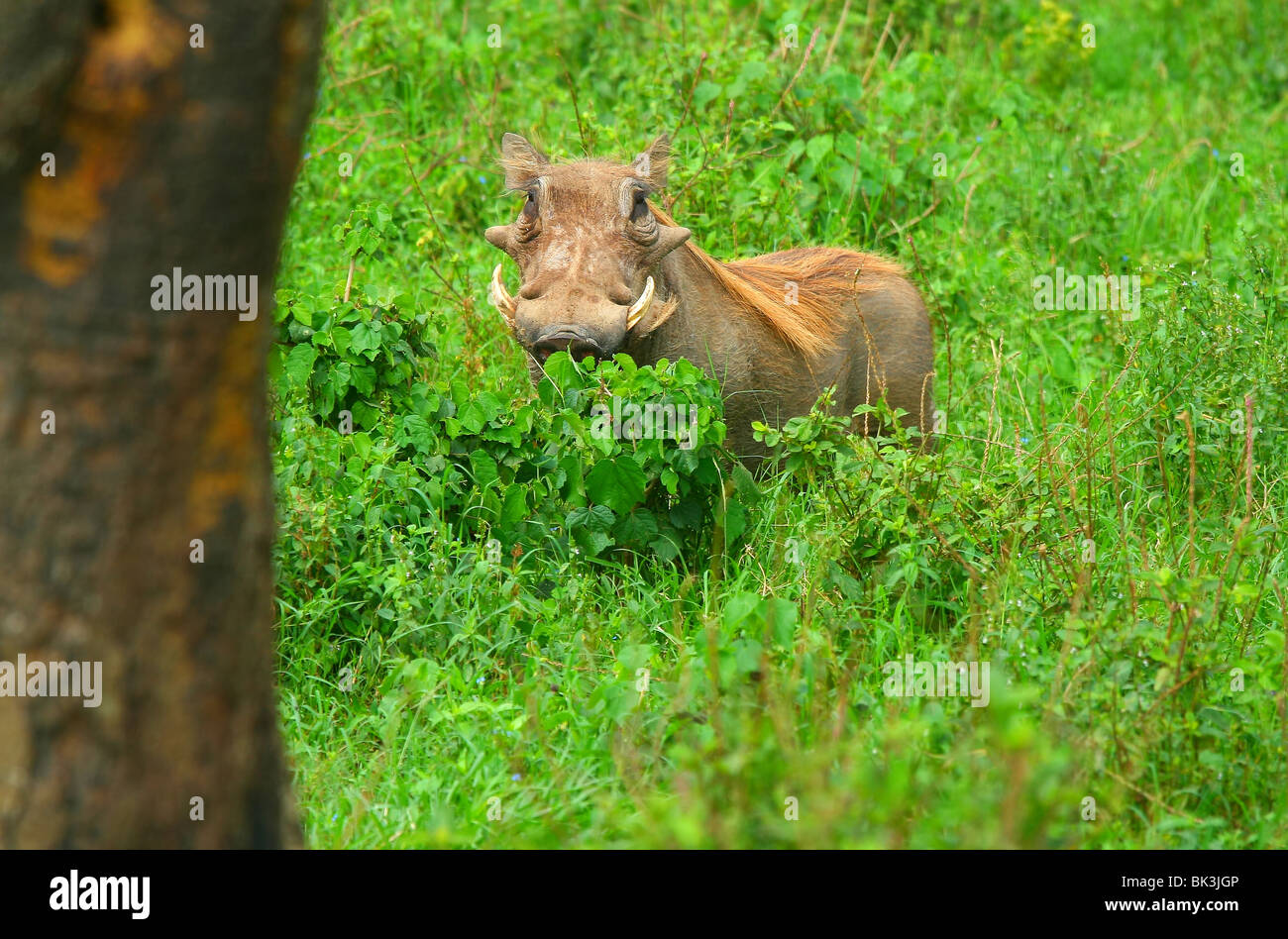 Porträt von Wildschweinen im Wald. Afrika. Kenia. Lake Nakuru reservieren. Stockfoto