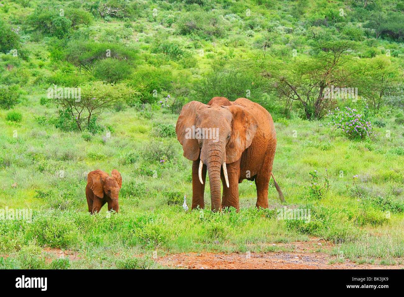 Familie von Elefanten in den Wald. Kenia. Samburu Nationalpark. Stockfoto