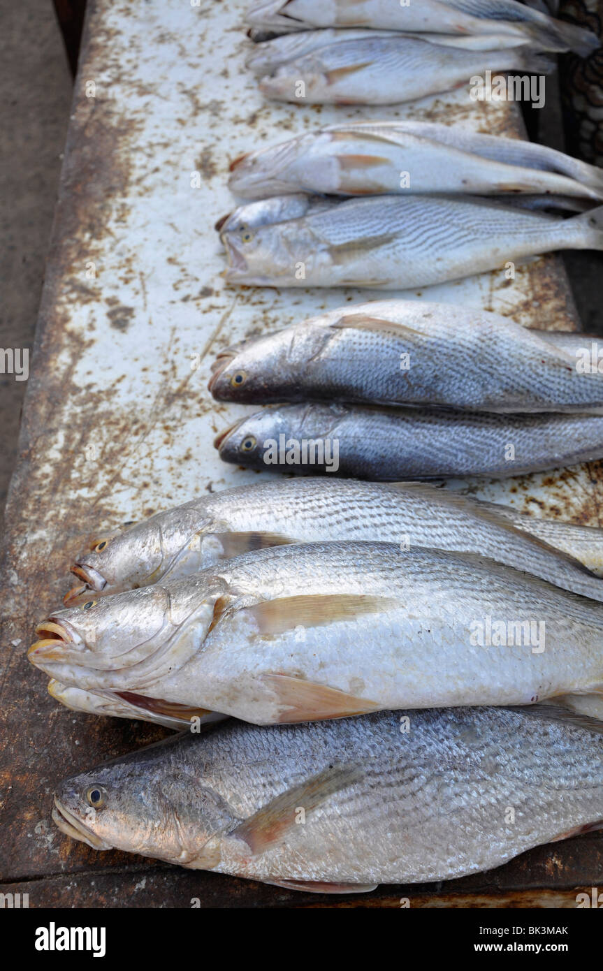 Fische, die in einem Hafen in Gambia Stockfoto